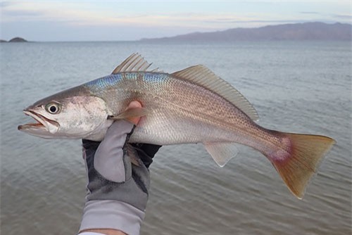 Tìm hiểu về loài cá kêu ầm ĩ khi “yêu”, có thể thủng màng nhĩ loài khác
