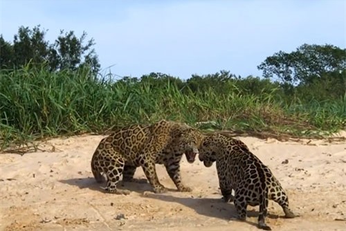 CLIP: Tận thấy màn đại chiến tranh giành lãnh thổ của báo đốm đực
