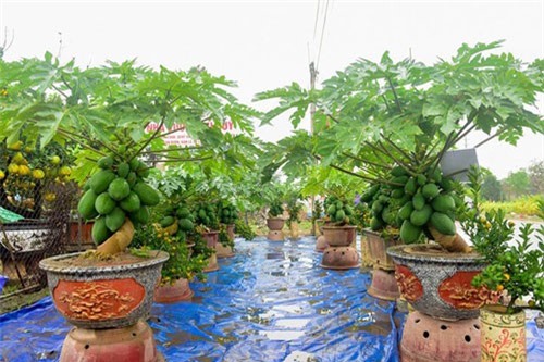 Cận cảnh vườn đu đủ bonsai trĩu quả bán chơi Tết