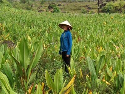 Trồng 'lung tung' các loại cây có củ, mỗi năm thu gần 200 triệu đồng