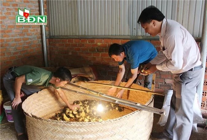 dak nong: chi o nha nuoi ga choi lai ma lai 50 trieu dong moi thang hinh anh 3