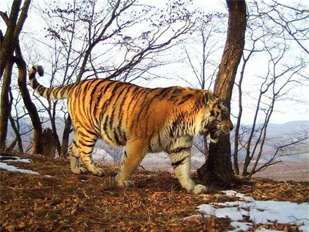 Hổ Siberia