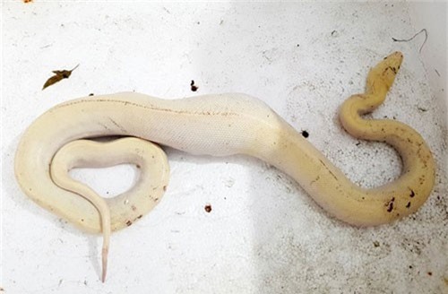 Điểm lại các động vật đột biến kinh dị nhất 2018 ở Việt Nam