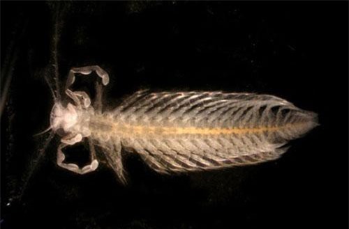 "Soi" loạt "quái thú" bí hiểm dưới đáy biển sâu