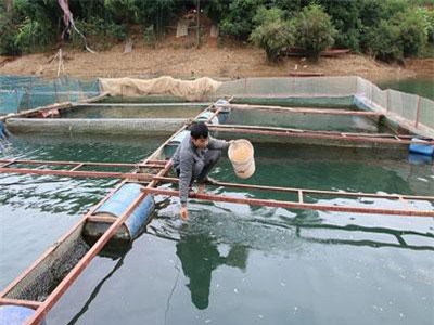 Nuôi cá đặc sản ở hồ thủy điện Sơn La, bán chạy như tôm tươi