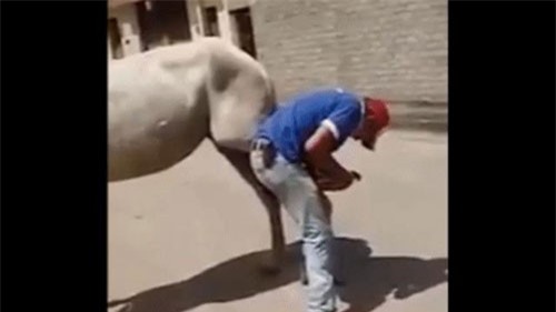 CLIP: Những tình huống "phản chủ" của vật nuôi