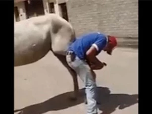 CLIP: Những tình huống "phản chủ" của vật nuôi