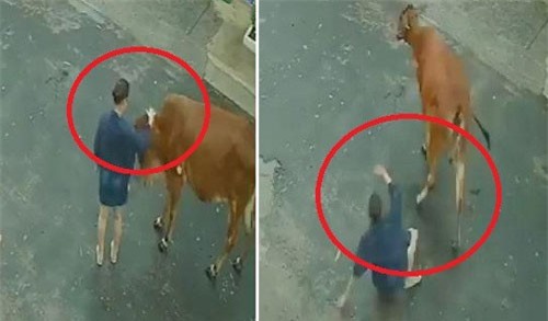 CLIP: Cô gái nhận cái kết đắng khi vuốt ve con bò lạ