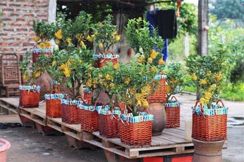 Phật thủ bonsai mini tiền triệu hút khách trước Tết