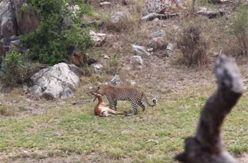 CLIP: Pha săn mồi siêu đẳng của báo hoa mai