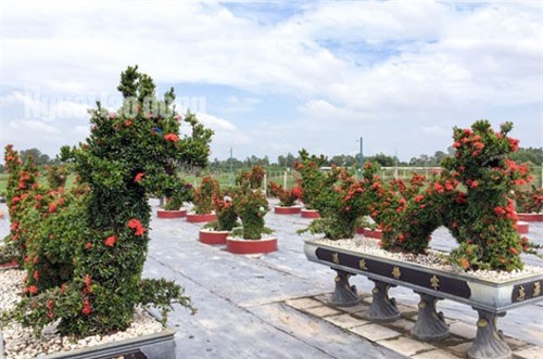 Biến cây trồng bờ rào thành kiểng "long quy" giá 400 triệu đồng/cặp