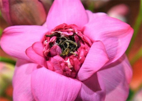 Chàng kỹ sư bỏ việc đi tìm vàng xanh giữa đại ngàn