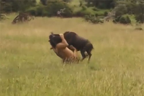 CLIP: Ngủ quên, linh dương đầu bò bị sư tử hạ sát