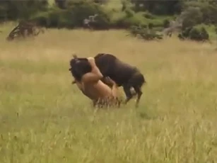 CLIP: Ngủ quên, linh dương đầu bò bị sư tử hạ sát