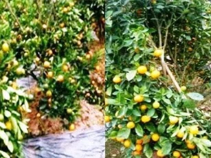 Hưng Yên: Vườn quất cảnh bán dịp Tết của người dân bị phá hoại