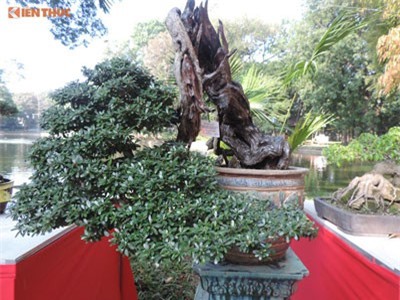 Loạt cây cảnh thân khô giòn vẫn ra lá, tạo dáng cực đẹp