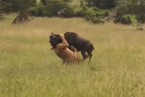 CLIP HOT (7/1): Linh dương đầu bò bị sư tử hạ sát vì ngủ quên, nữ quái mở cốp xe trộm đồ trong tích tắc