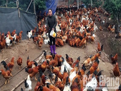 Cận cảnh trại 12.000 con gà trống thiến bán Tết ở Bắc Giang