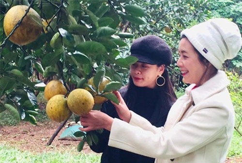 NSƯT Chiều Xuân thu hàng nghìn quả bưởi từ vườn ở ngoại ô