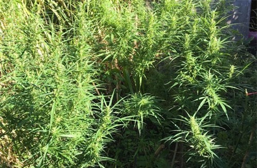 Lâm Đồng: Truy bắt người phụ nữ trồng cần sa trong rẫy cà phê