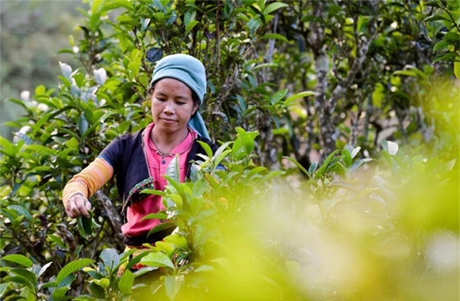 Chàng kỹ sư bỏ việc đi tìm vàng xanh giữa đại ngàn - 7