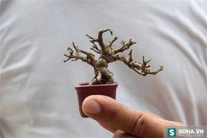 chiem nguong bonsai ti hon gia nghin do khien nguoi choi 