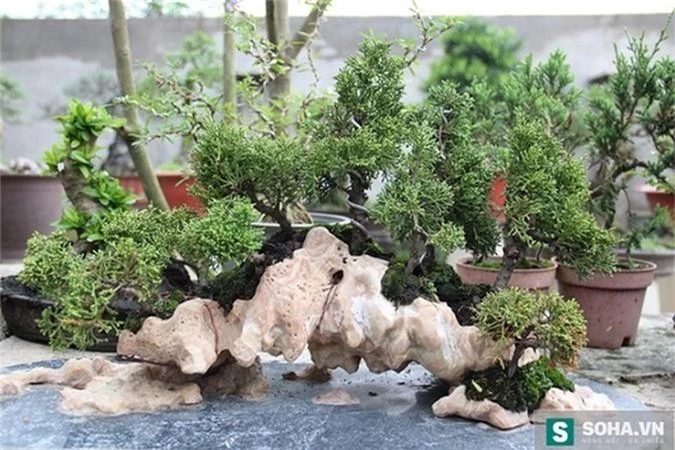 chiem nguong bonsai ti hon gia nghin do khien nguoi choi 