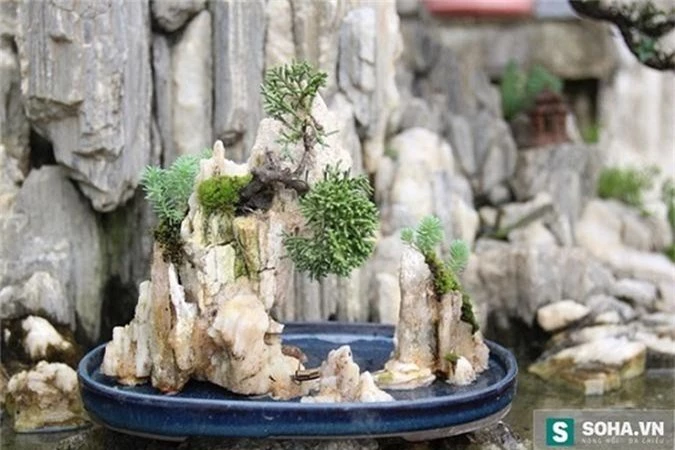 chiem nguong bonsai ti hon gia nghin do khien nguoi choi 