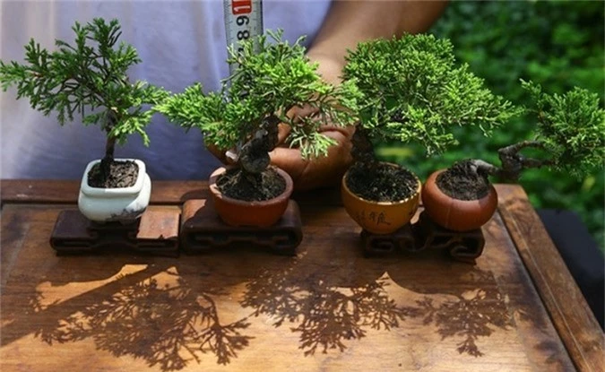 chiem nguong bonsai ti hon gia nghin do khien nguoi choi 