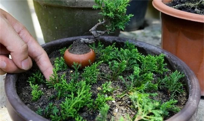 chiem nguong bonsai ti hon gia nghin do khien nguoi choi 