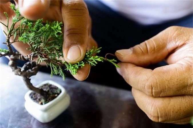 chiem nguong bonsai ti hon gia nghin do khien nguoi choi 