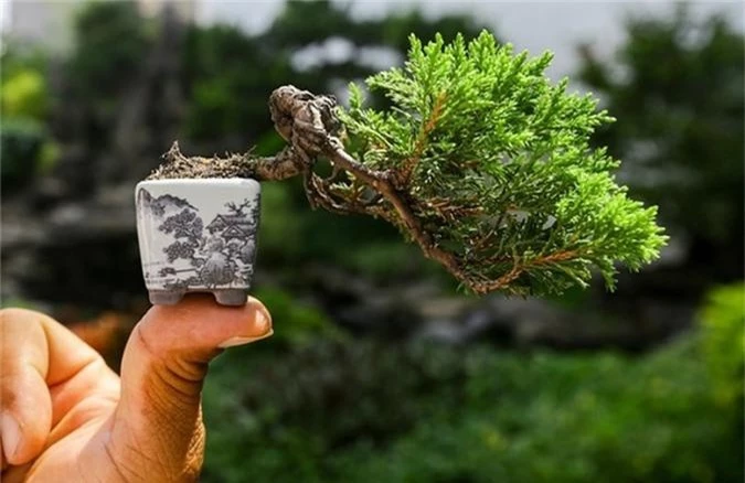 chiem nguong bonsai ti hon gia nghin do khien nguoi choi 