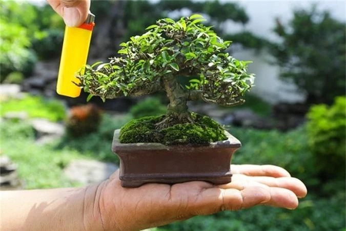 chiem nguong bonsai ti hon gia nghin do khien nguoi choi 