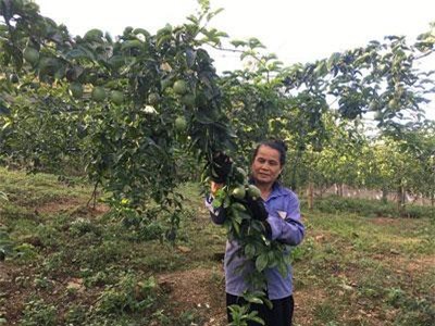 Trồng 'ngọc xanh' trên cao nguyên, nông dân 'hái' tiền đều tay