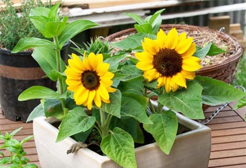 5 loại cây nhất định phải đặt trong nhà dịp đầu năm để giải trừ vận đen, kéo tài lộc về cho gia đình