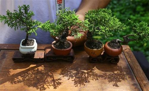 Chiêm ngưỡng bonsai tí hon giá nghìn đô khiến người chơi “phát sốt“