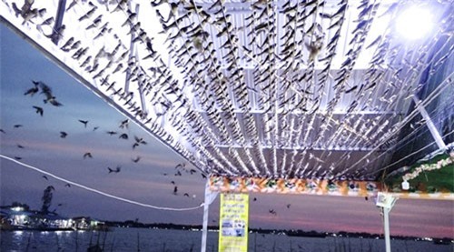 Cảnh hiếm có: Hàng ngàn chim én đậu kín nhà 1 hộ dân Đồng Tháp