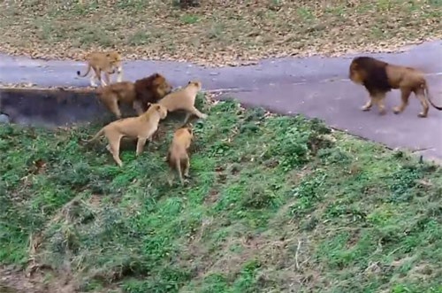 CLIP: Sư tử cái bị đồng loại ‘đánh hội đồng’