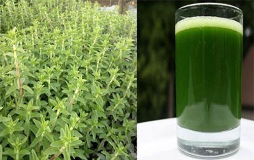 Uống nước rau ngò ôm theo cách này trị huyết trắng cực kỳ nhanh mà hiệu quả lại đơn giản rẻ tiền