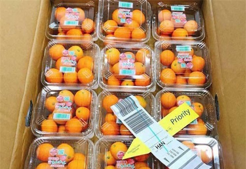 Quất Nhật 2 triệu/kg: Dân Việt mua làm mứt Tết đãi khách