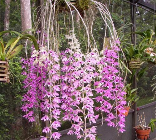 Hà Tĩnh: Bắt nghi phạm 13 tuổi chuyên trộm phong lan suốt gần 3 năm