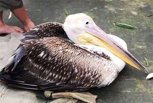 Người dân Huế liên tục bắt được chim lạ nghi gắn định vị GPS