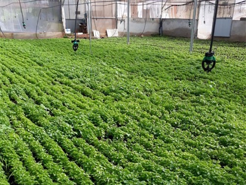 Lão nông "khùng" trồng rau dại lớn nhanh như thổi, kiếm bộn tiền