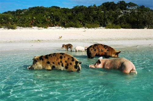 5. Bãi biển lợn, Bahamas.