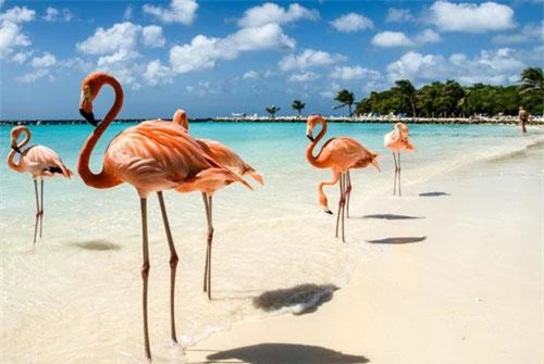 1. Đảo Flamingo, Aruba. 