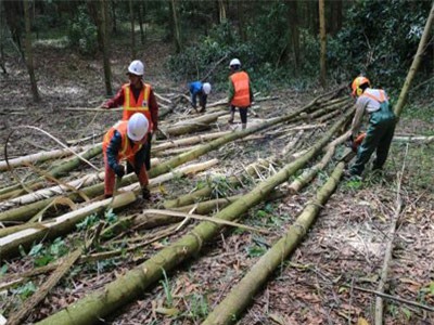 Gỗ xuất khẩu từ Việt Nam sang EU phải có giấy phép FLEGT