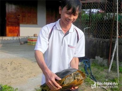 Nuôi lổm ngổm loài rùa to lụ khụ ở bể xi măng, bán 700 ngàn/con