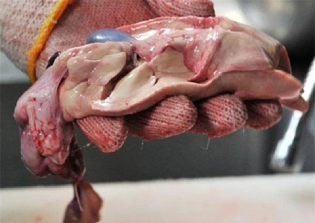 Nội tạng của cá nóc là bộ phận chứa nhiều độc tố nhất