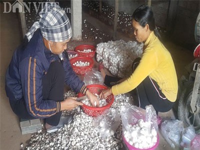 Trồng nấm trắng như ngọc bán Tết, có bao nhiêu cũng bán hết veo