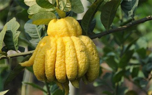 Ph&#x1EAD;t th&#x1EE7; - b&#xE0;i thu&#x1ED1;c h&#x1EEF;u &#xED;ch v&#x1EDB;i b&#x1EC7;nh d&#x1EA1; d&#xE0;y